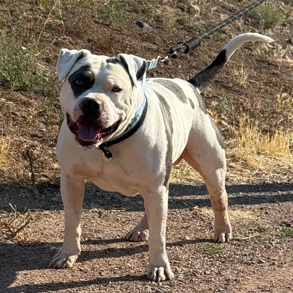 Chico