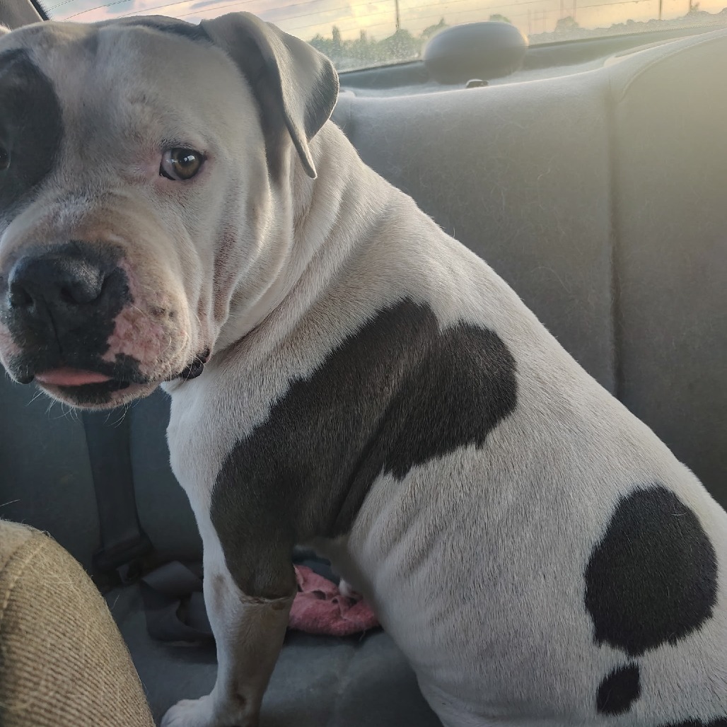Chico