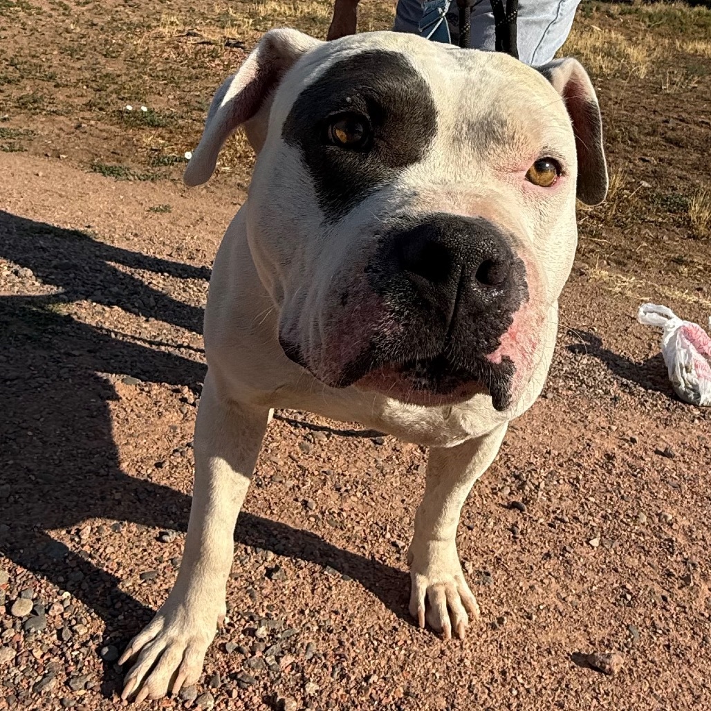 Chico