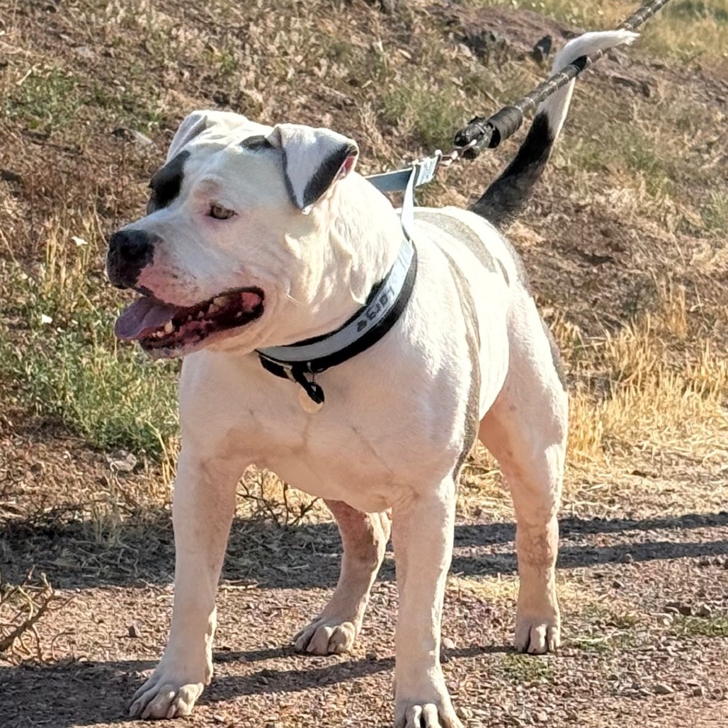 Chico