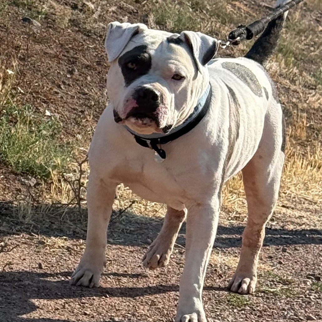 Chico