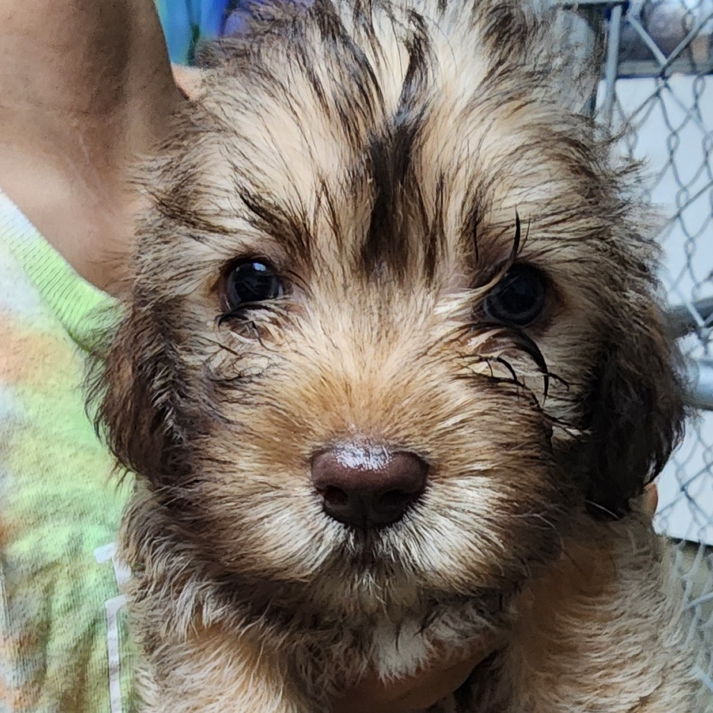 Hugo