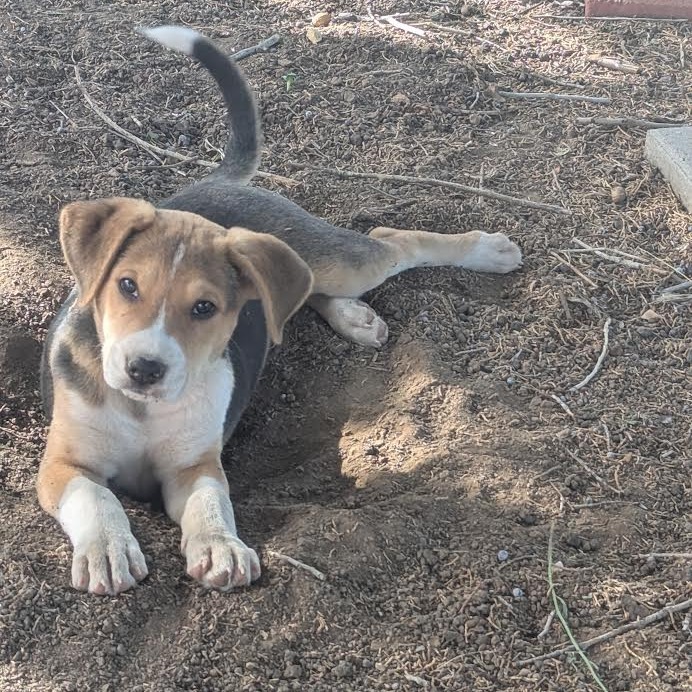 Leo - Independent & Playful! Good w/ Dogs & Kids!