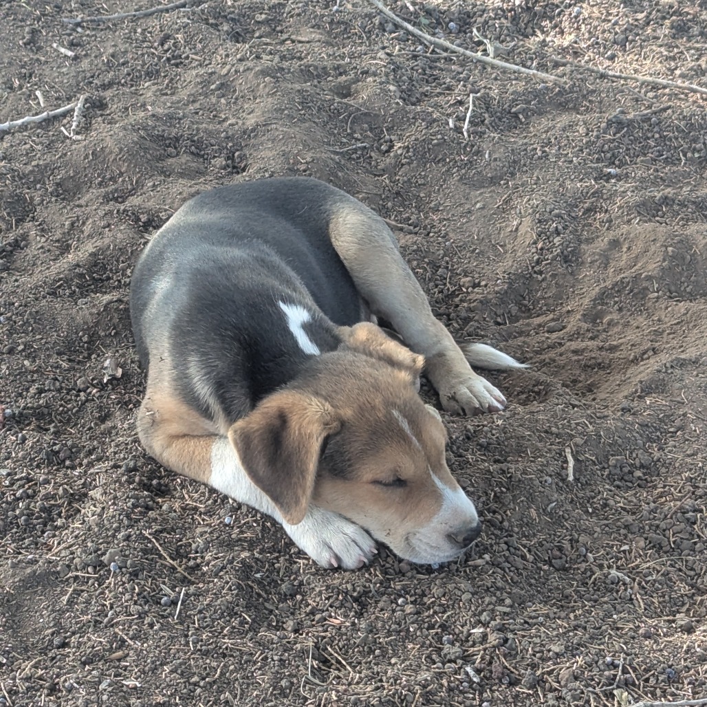 Leo - Independent & Playful! Good w/ Dogs & Kids!