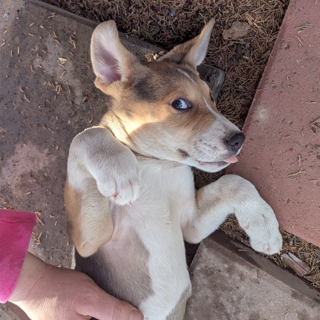 Leo - Independent & Playful! Good w/ Dogs & Kids!