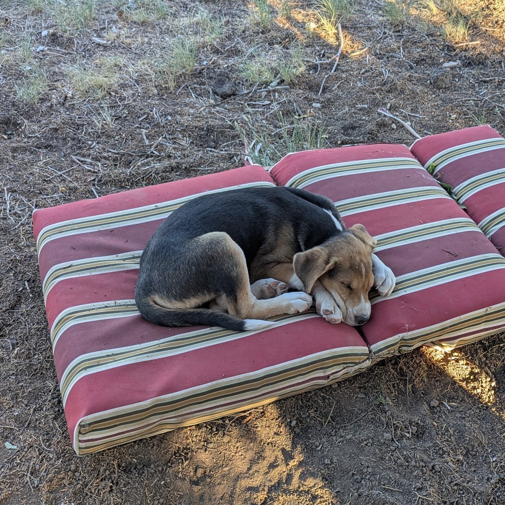 Leo - Independent & Playful! Good w/ Dogs & Kids!