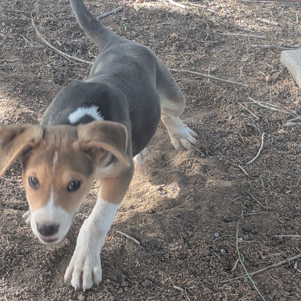 Leo - Independent & Playful! Good w/ Dogs & Kids!