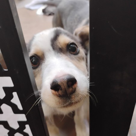 Vivian - Total Sweetheart! Loves to Play! Good w/ Dogs, Cats, & Kids!