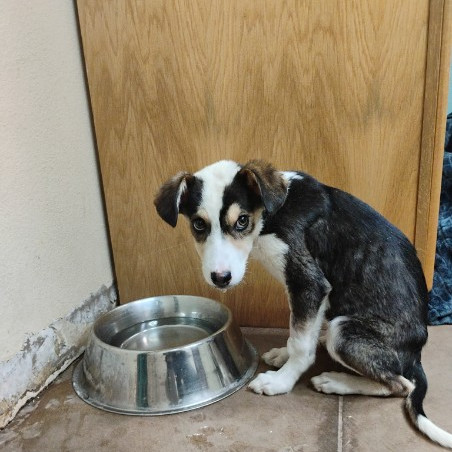 Vivian - Total Sweetheart! Loves to Play! Good w/ Dogs, Cats, & Kids!