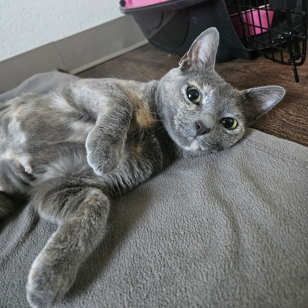 Monarch - Gentle sweetheart!