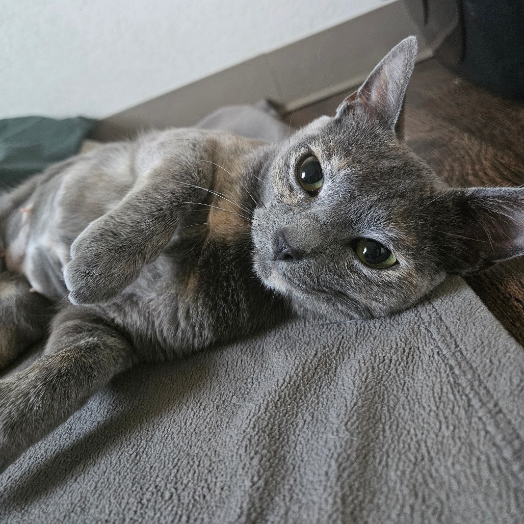 Monarch - Gentle sweetheart!