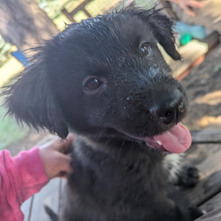 Rusty - Water Dog! Loves to Play! Good w/ Dogs & Kids!