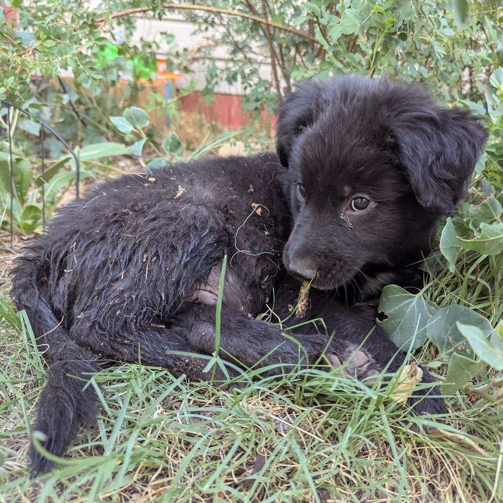 Rusty - Water Dog! Loves to Play! Good w/ Dogs & Kids!