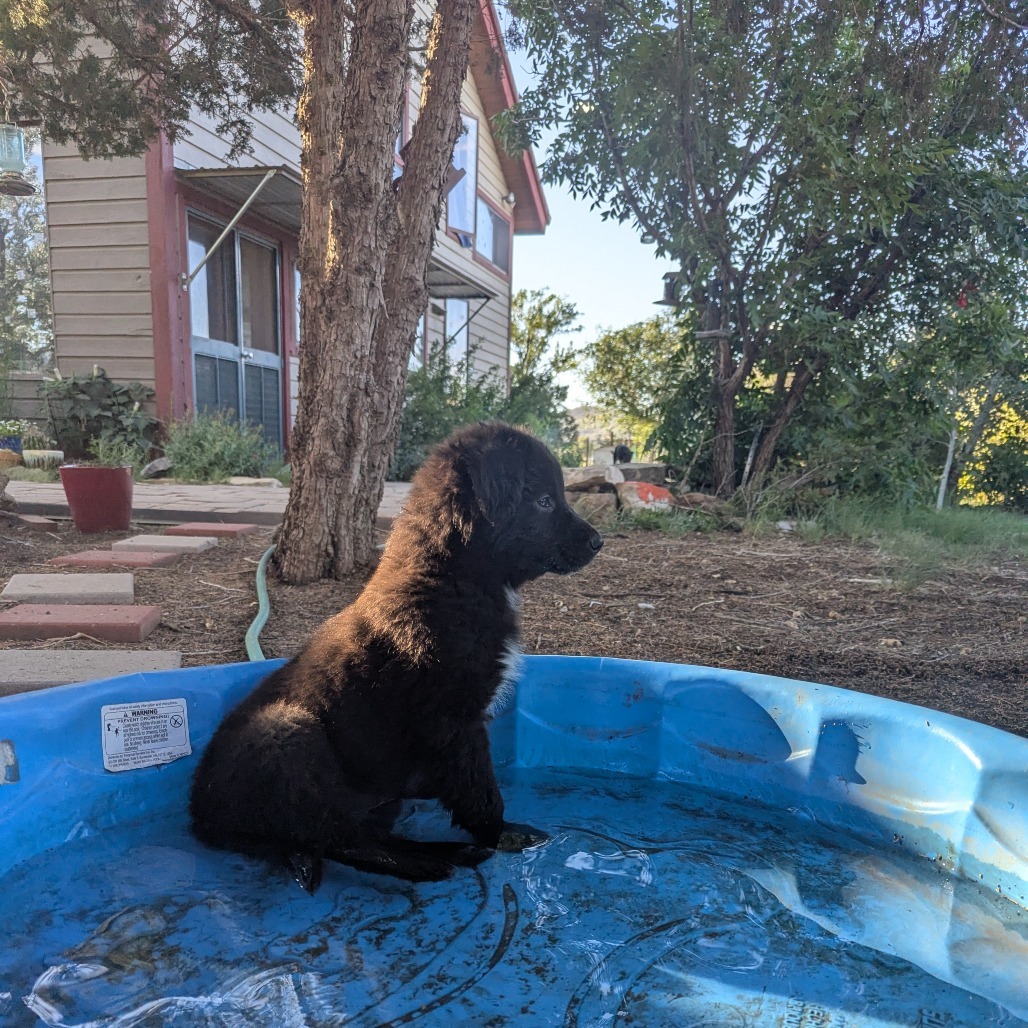 Rusty - Water Dog! Loves to Play! Good w/ Dogs & Kids!