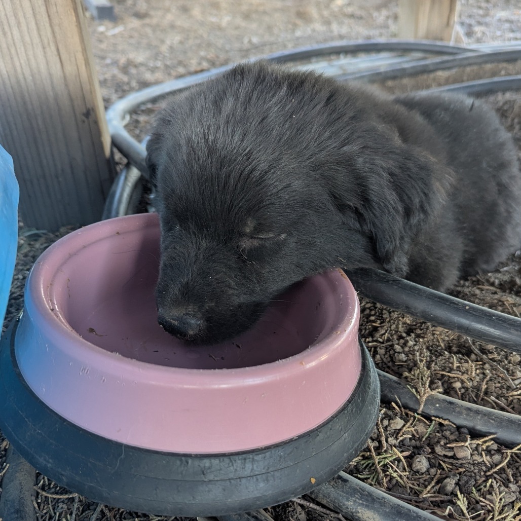 Rusty - Water Dog! Loves to Play! Good w/ Dogs & Kids!