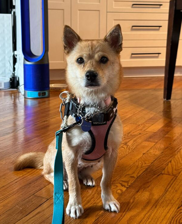 Dog for adoption - Cherry, a Corgi & Jindo Mix in Long Island City, NY ...