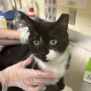 Kai Bubba, Adult Male unknown