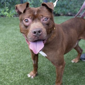 Strudel, Senior Male unknown