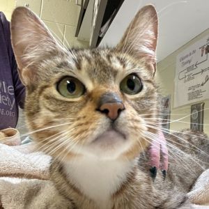 Penne, Adult Female unknown