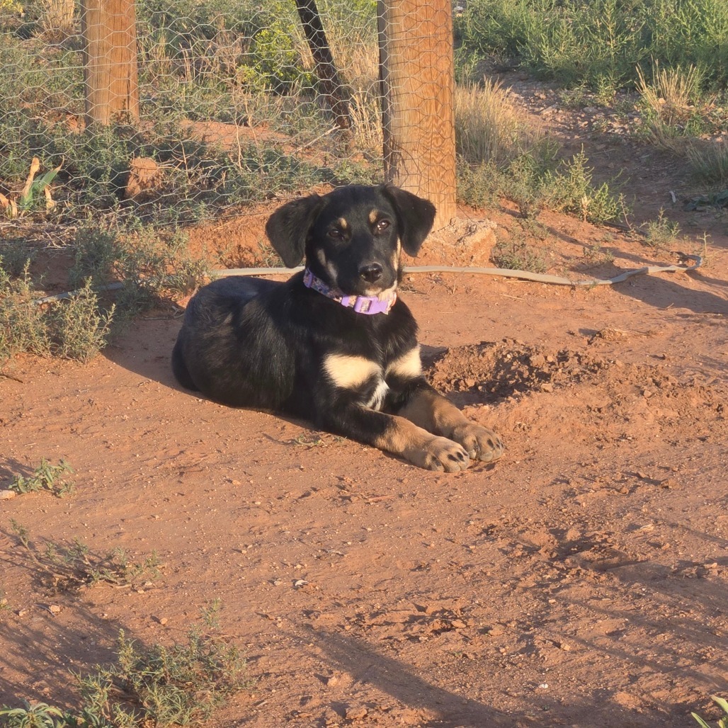 Onyx, an adoptable Mixed Breed in Moab, UT, 84532 | Photo Image 1