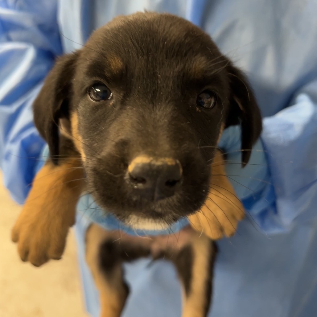 Onyx, an adoptable Mixed Breed in Moab, UT, 84532 | Photo Image 2