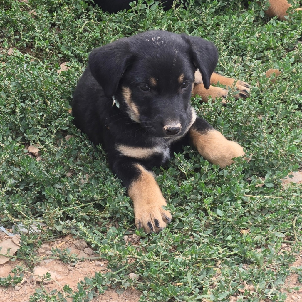 Onyx