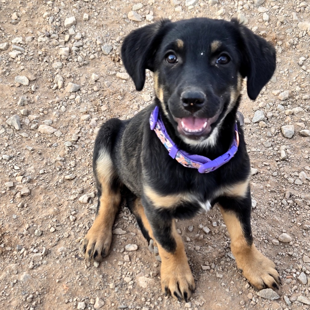 Onyx, an adoptable Mixed Breed in Moab, UT, 84532 | Photo Image 5
