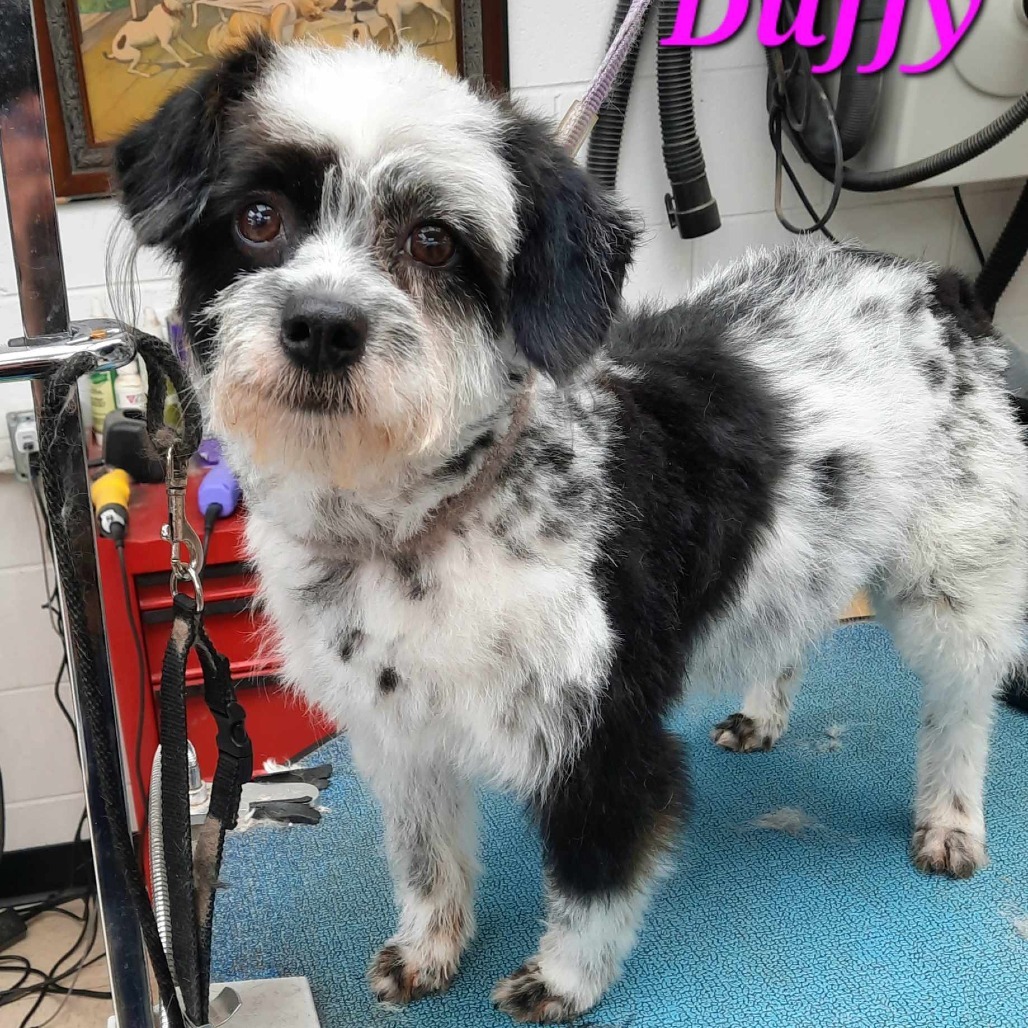 Duffy