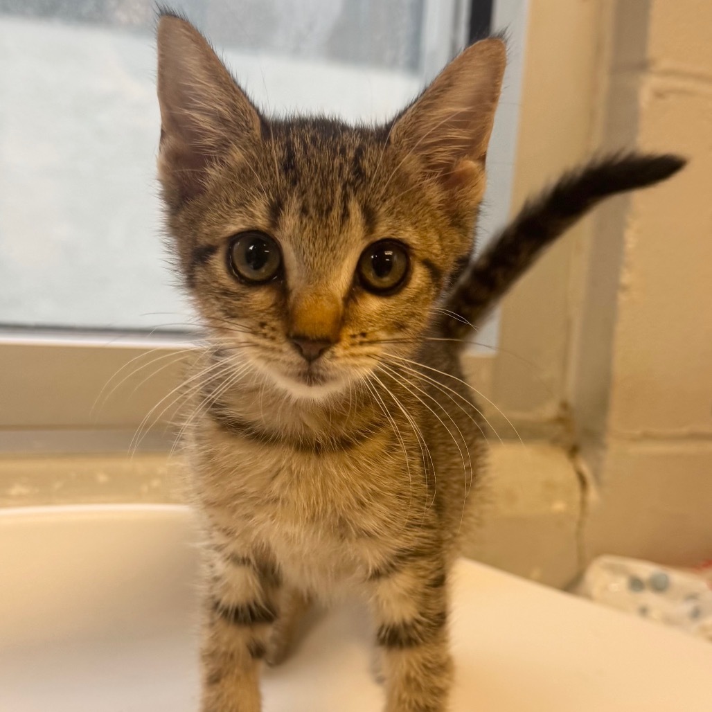 Izzie, an adoptable Domestic Short Hair in Tuscaloosa, AL, 35401 | Photo Image 1