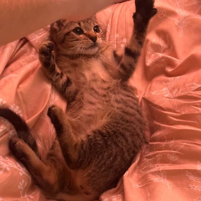 Izzie, an adoptable Domestic Short Hair in Tuscaloosa, AL, 35401 | Photo Image 1