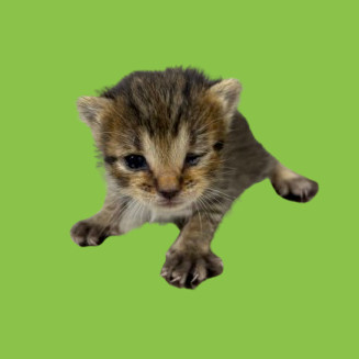 Izzie, an adoptable Domestic Short Hair in Tuscaloosa, AL, 35401 | Photo Image 2