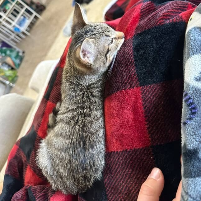 Izzie, an adoptable Domestic Short Hair in Tuscaloosa, AL, 35401 | Photo Image 3