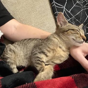 Izzie, an adoptable Domestic Short Hair in Tuscaloosa, AL, 35401 | Photo Image 4