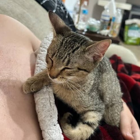 Izzie, an adoptable Domestic Short Hair in Tuscaloosa, AL, 35401 | Photo Image 5