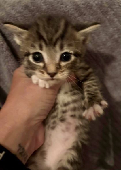 Milo