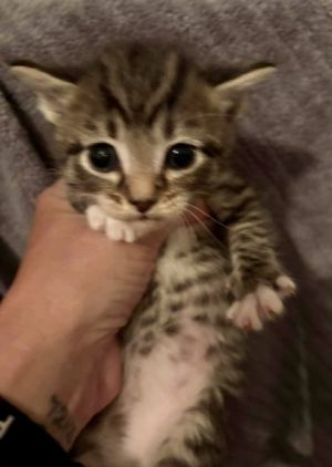 Milo, Baby Male unknown