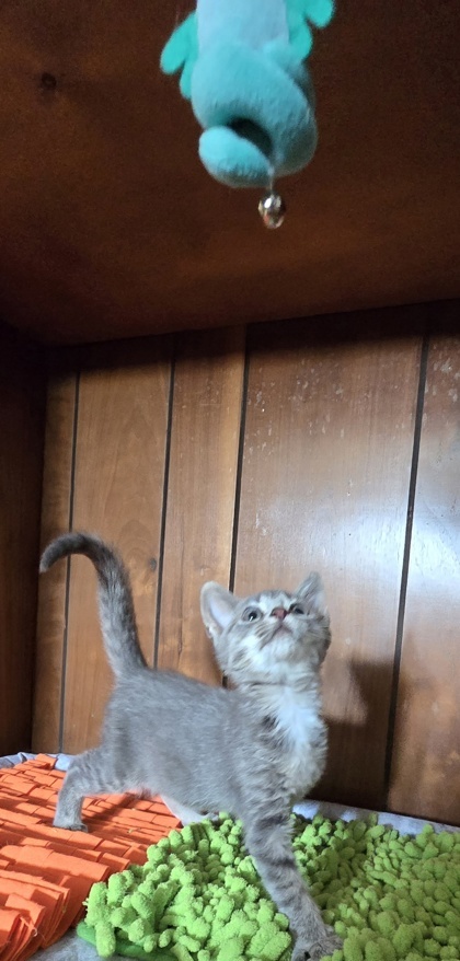 Ravioli