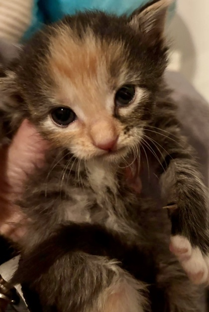 Willow