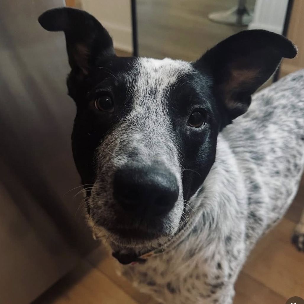 Pavee