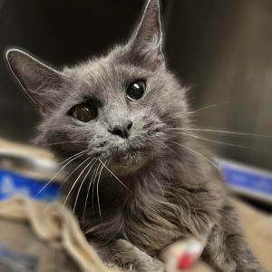 Maizie, Adult Female unknown