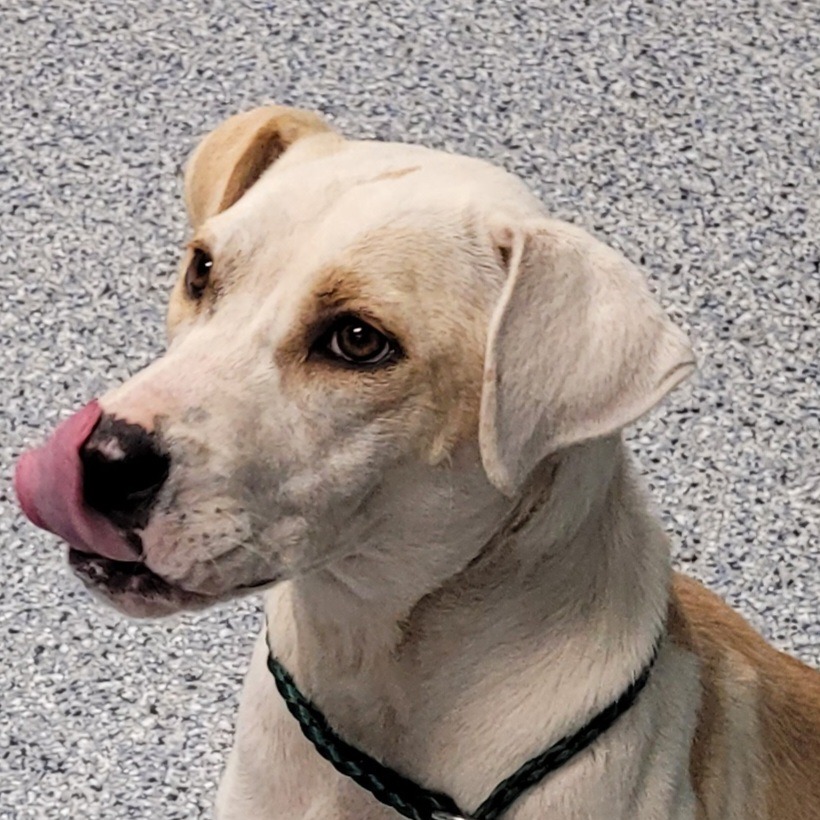 Krypto