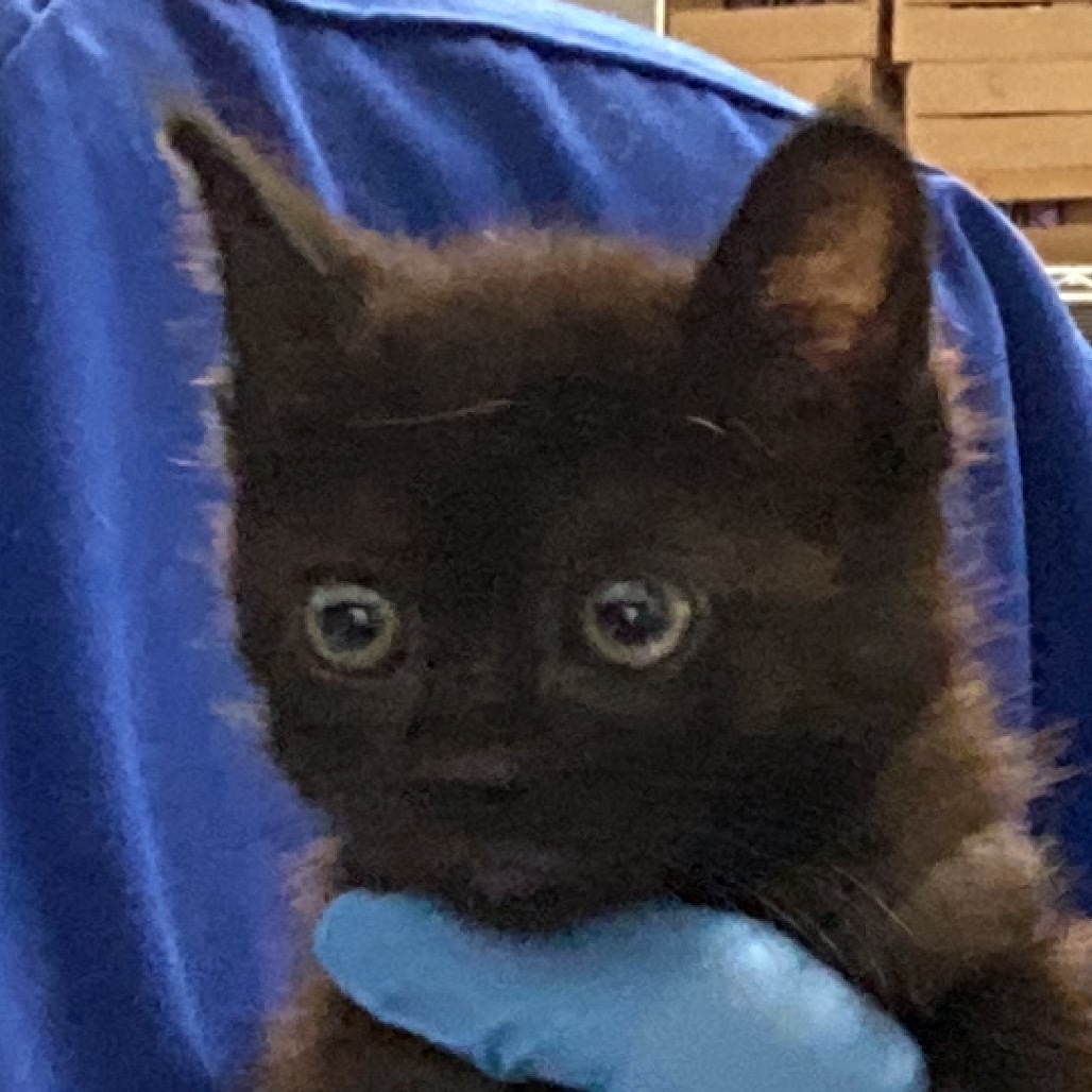 Max