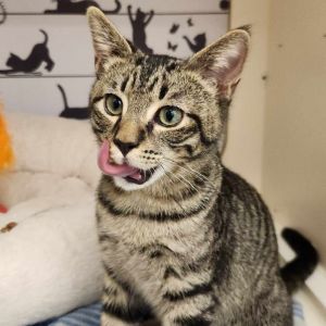 Thumper Watkins-HW Domestic Short Hair Cat