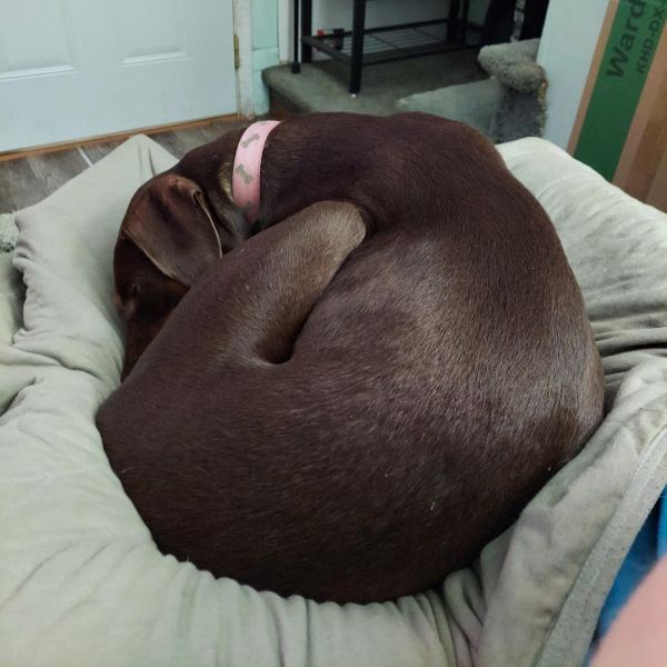 Brownie thumbnail 5