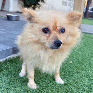 Tabitha is a sweet girl weighing 9 12 pounds She is looking for someone who will give her the love