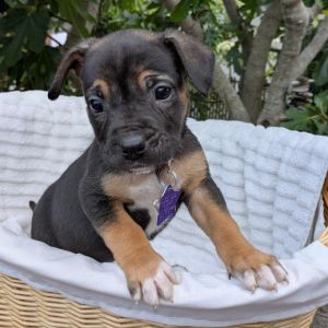 The Pepper Litter is ready to find their people These pups are all puppy - playful curious and le
