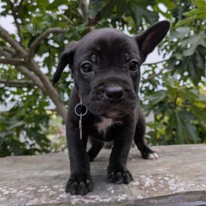 The Pepper Litter is ready to find their people These pups are all puppy - playful curious and le