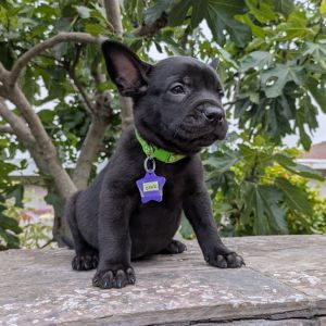 The Pepper Litter is ready to find their people These pups are all puppy - playful curious and le