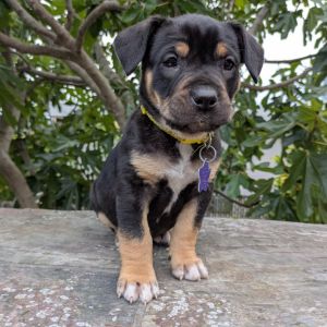 The Pepper Litter is ready to find their people These pups are all puppy - playful curious and le