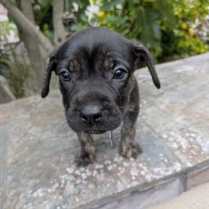 The Pepper Litter is ready to find their people These pups are all puppy - playful curious and le